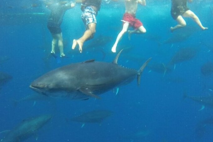 Swimmers in blue water with several large fish below them.
