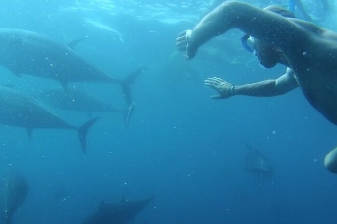 Person snorkeling underwater with large fish swimming nearby.
