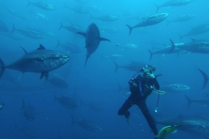 Diver swimming among a school of large fish underwater.